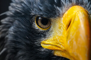 Russischer Riesenseeadler in der Nahaufnahme
