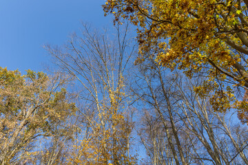 Autumn colorful landscape. Trees with colorful leaves in the area of ​​Holedna Brno