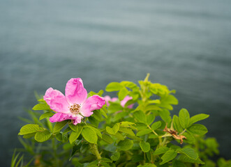 Wild pink flowers grow on the cliffs on the rugged coast of Newport Rhode Island