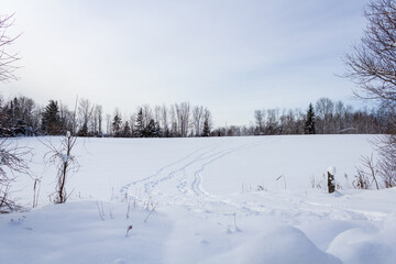 Obraz premium Tranquil Snowy Field with Tire Tracks and Bare Trees