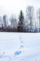 Winter Footprints Leading to Snow-Covered Evergreen Forest