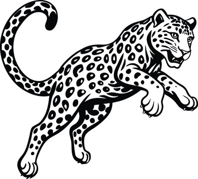 snow leopard jump on white background