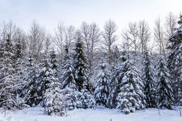 Serene Winter Forest Landscape with Snow-covered Pine Trees