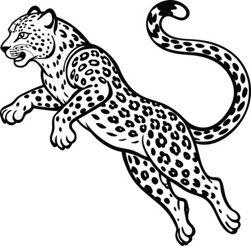 snow leopard jump on white background