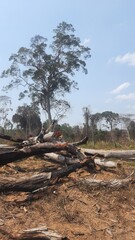 &aacute;rvores derrubadas na amaz&ocirc;nia brasileira 