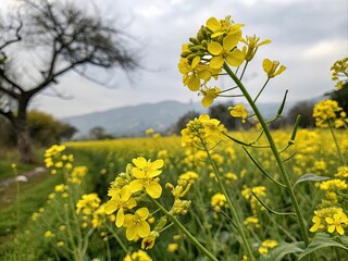 field of flowers generative ai
