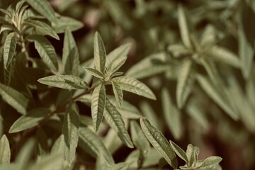 Aloysia citrodora plant known as cedron, citron, lemon verbena or lemon verbena. Background of medicinal green leaves.