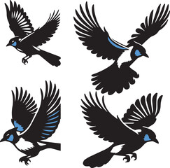 Blue Jay flying poses  black and White 
