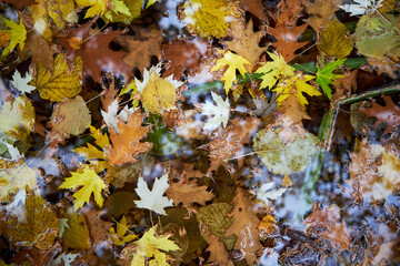 Autumn yellow leaves lie on the water in the garden pond