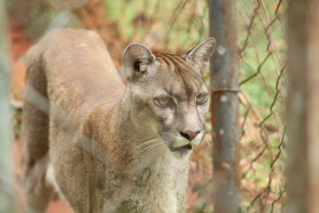 Naklejka premium onças no parque zoobotânico em parauapebas, pará 