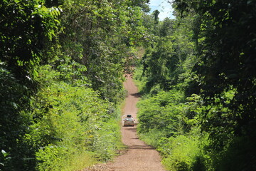 carro em região de floresta no pará 