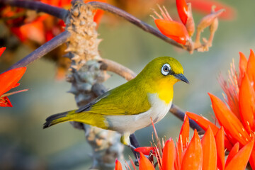 Oriental White Eye