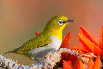 Oriental White Eye