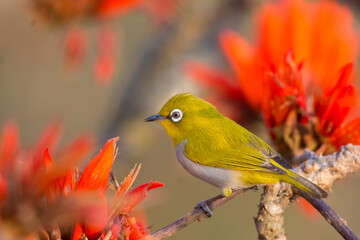 Oriental White Eye