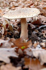 Ein Perlpilz im Laubwald Niederösterreichs