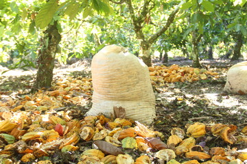 colheita de cacau em medicilândia, pará 