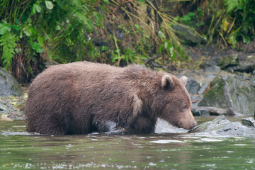 Alaskan Brown Bear walking on the rocks by the shore in Big River Lakes, Alaska, USA