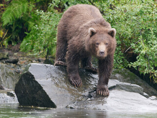 Alaskan Brown Bear standing on the rock by the shore in Big River Lakes, Alaska, USA
