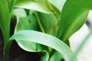 Close-up of green leaves with water droplets resting on them. Freshness and growth, natural elements