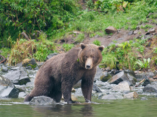 Alaskan Brown Bear standing on the rock by the shore in Big River Lakes, Alaska, USA