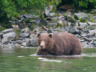 Alaskan Brown Bear walking in the water by the lake shore in Big River Lakes, Alaska, USA