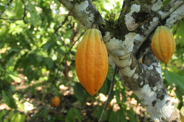 fruto do cacau na árvore em medicilândia, pará 