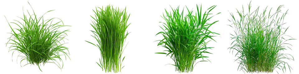 Fototapeta premium Set of green grass, with lush blades and natural textures, isolated on transparent background.