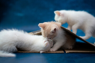little white kitten sits playfully against a deep blue background