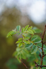 leaves on the tree