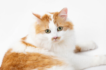 Obraz premium A Charming Orange and White Cat Posing Elegantly in a Beautiful Setting and Light