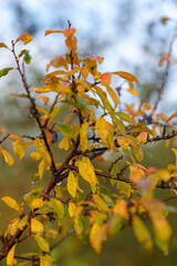 Autumn leaves against blue sky