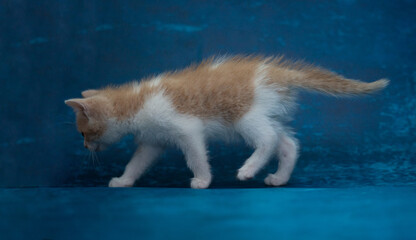little white kitten sits playfully against a deep blue background