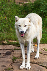 Majestic White Wolf Standing on a Stone Path in Nature