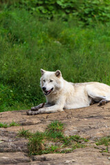 Obraz premium Majestic White Wolf Resting on Rocky Terrain