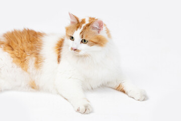 A Playful Cat Sitting on a Pure White Background, Radiating Both Charm and Cheerfulness