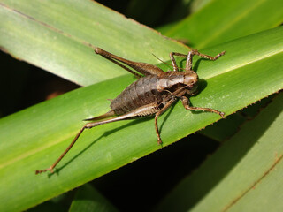 The dark bush-cricket (Pholidoptera griseoaptera), female resting on African lily leaves