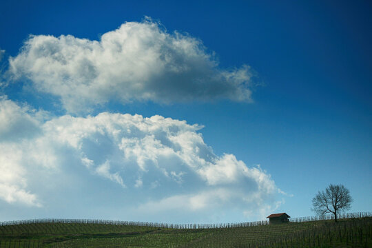 Lone tree and hut in a remote landscape, Alice Bel Colle, Alessandria, Piedmont, Italy