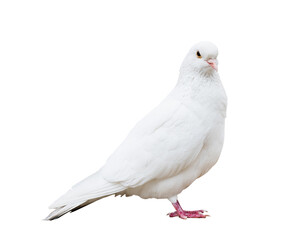Full-length snow-white pigeon isolated on white background