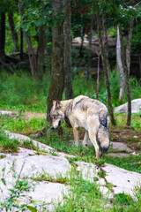 Wolf in a Peaceful Forest Setting Amongst Trees and Rocks