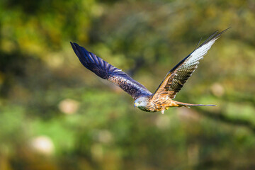 Red Kite, Milvus milvus, bird in flight