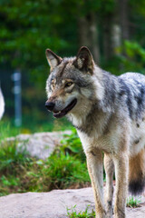 Majestic Gray Wolf Standing in Lush Forest Setting