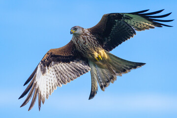 Red Kite, Milvus milvus, bird in flight
