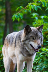 Majestic Gray Wolf in Lush Forest Landscape