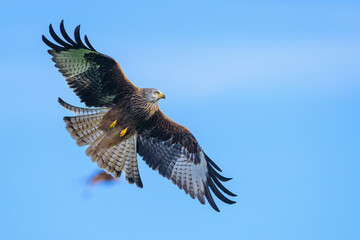 Red Kite, Milvus milvus, bird in flight