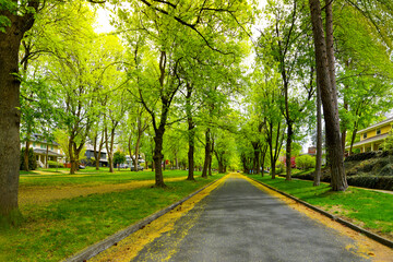 A treelined street of historic homes near Manito Park in the picturesque South Hill district of...