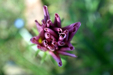 Imagen tomada desde arriba de una flor de tonalidad púrpura en las sierras de San Javier,...