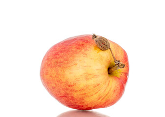 One red apple, macro, isolated on white background.