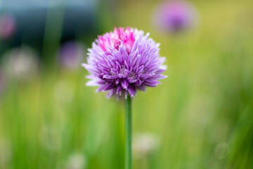 A close up photograph of a vibrant purple flower found in a field
