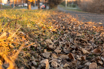 a close-up of brown, dry leaves covering sunlit lush green grass in the park or suburb. The low-angle shot conveys a sense of proximity to the ground.