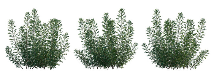 Artemisia abrotanum bush shrub isolated png on a transparent background perfectly cutout...